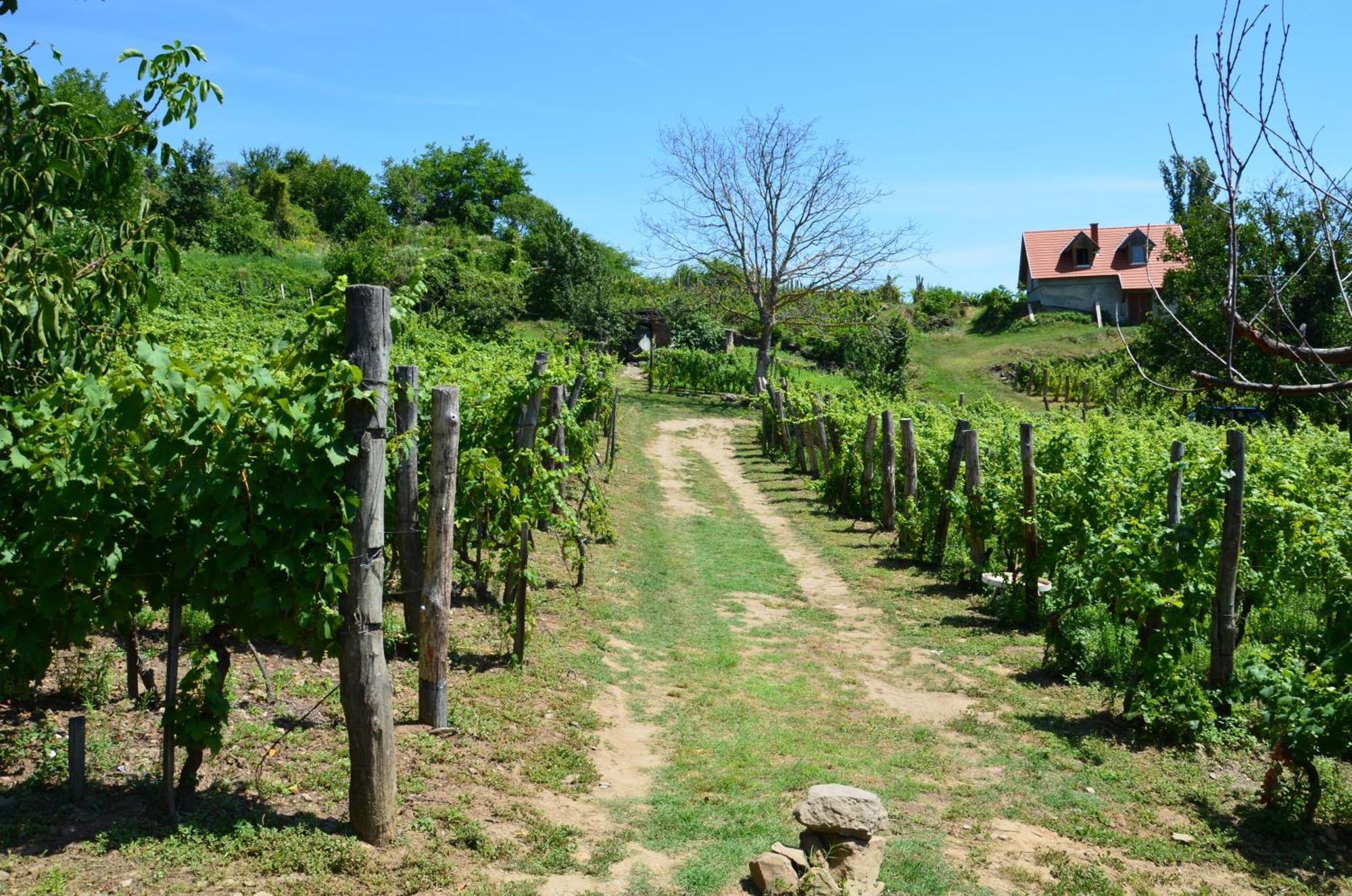 Grand Cru 3. Vendégház Hegymagas Extérieur photo